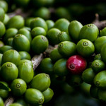 Zelená káva na hubnutí