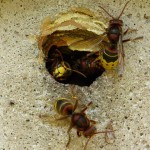 Agresivní hmyz a s ním spajté potíže